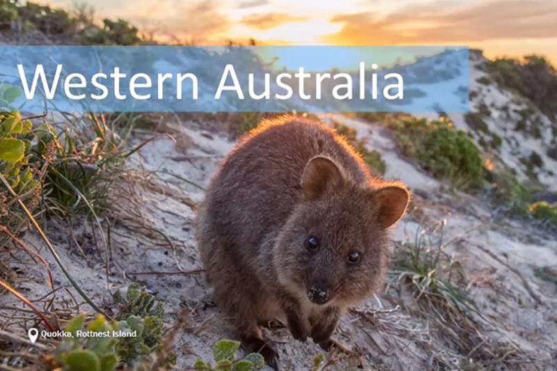 Quokkas make an appearance in the Western Australia session