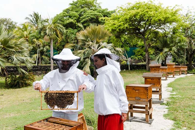 Shangri La beehives