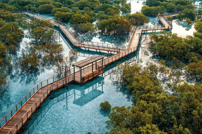 A mangrove forest is one of many steps employed by the airline
