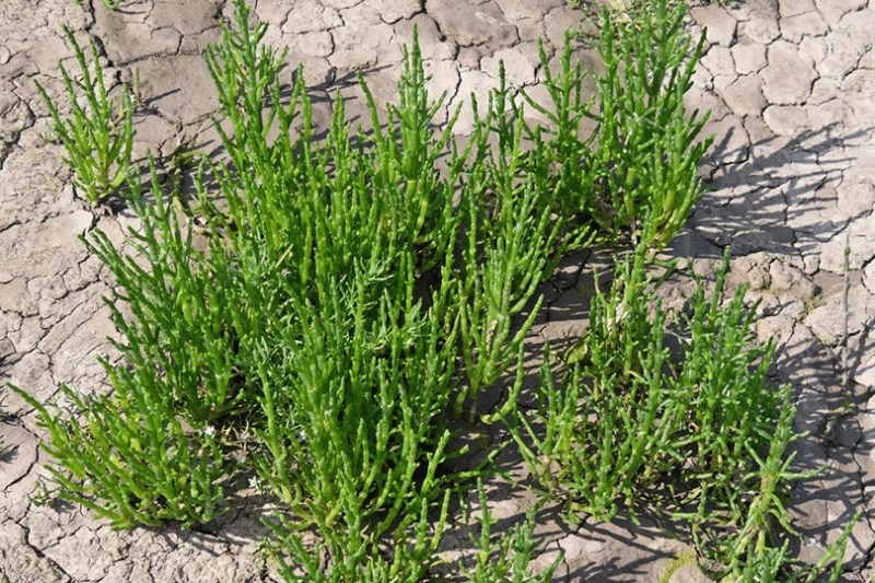 Salornica in being used in biofuel trials by Etihad and SBRC