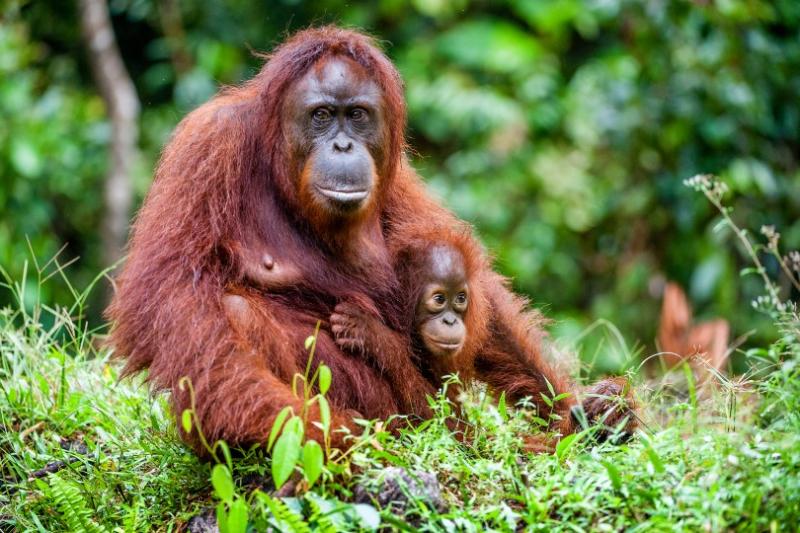 Orangutan with a cub, Borneo