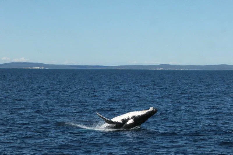 Whales