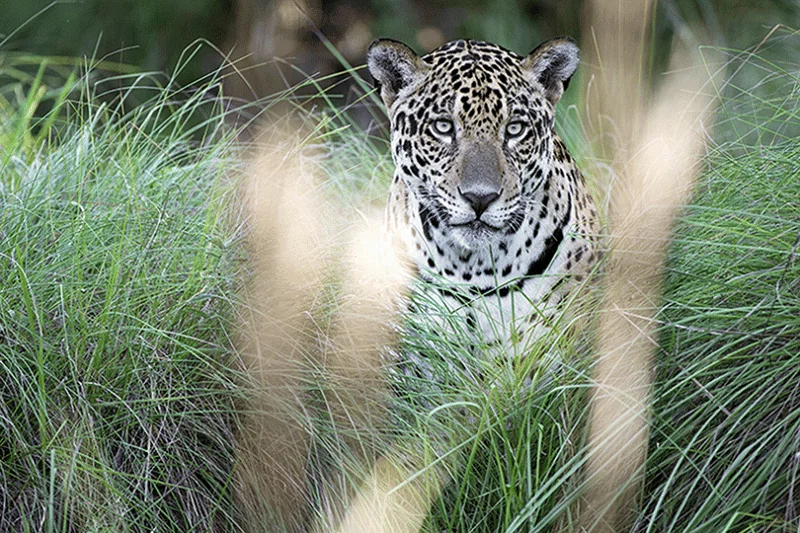 A jaguar spotted at Caiman Ecological Refuge in Brazil