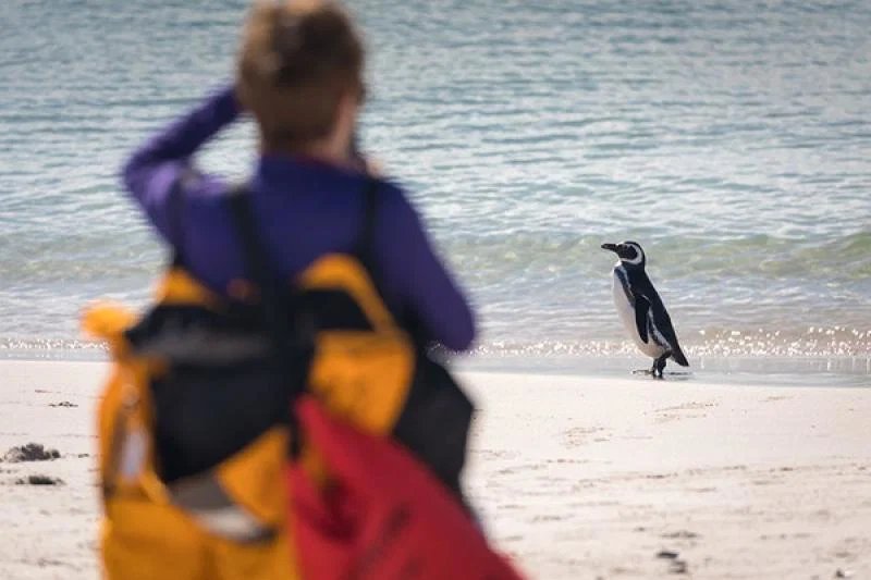 Look out for magellanic penguins on the Falkland Islands. Credit: Quark Expeditions / Acacia Johnson