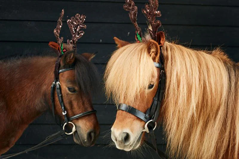 Shetland ponies Milo and Dougal are ready to greet guests this Christmas