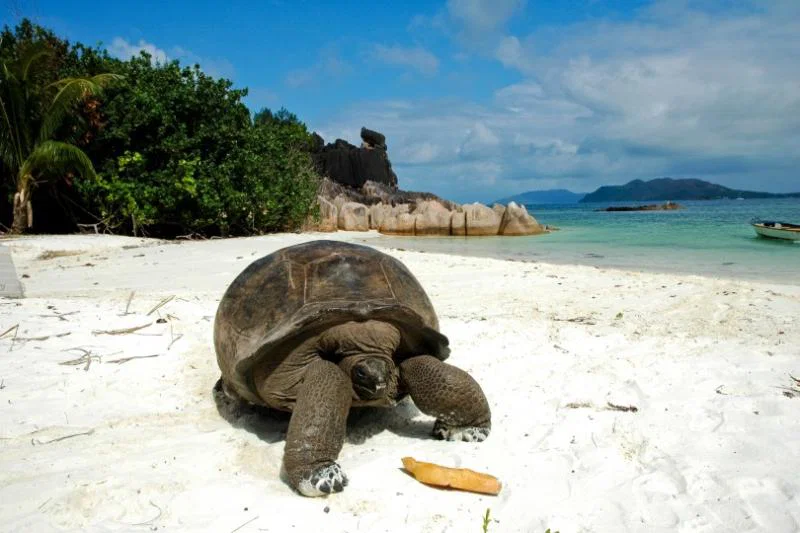 Curieuse Island has more than 300 of these magnificent reptiles