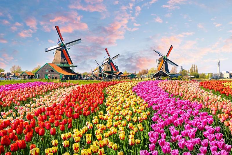 Out in the Tulips Uniworld