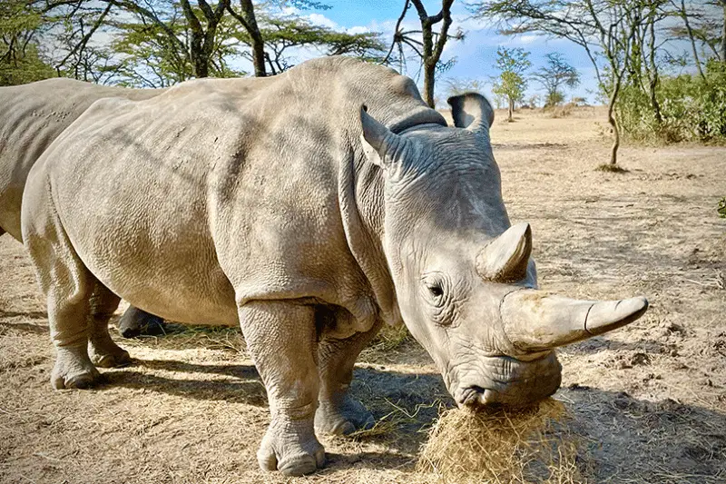 Northern White rhinos
