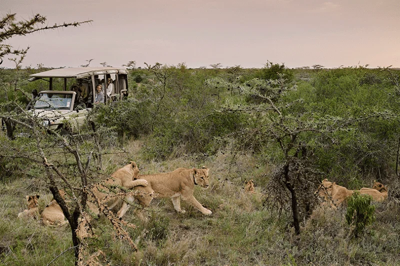 Lions-in-Ol-Pejeta-Kenya.gif