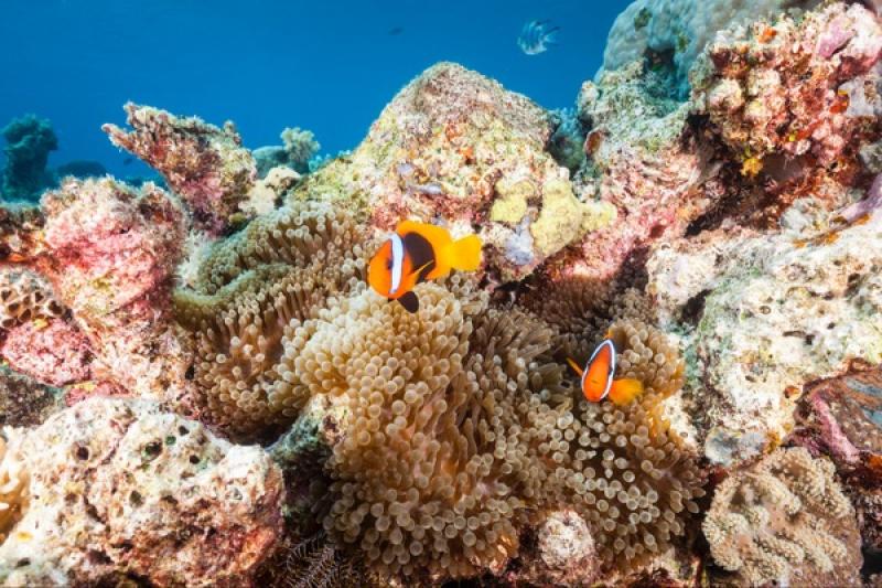 crop_Credit Tourism Tropical North Queensland clown fish coral.jpg