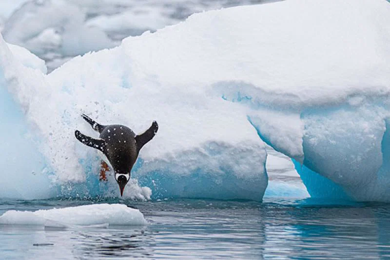 Antarctica was one of the first destinations Wildfoot sold when it launched 34 years ago