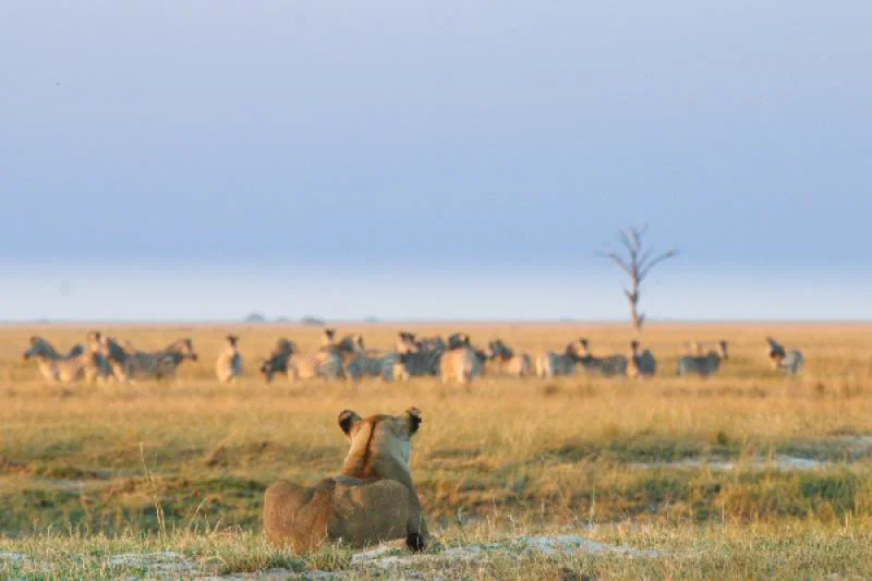 A lion eyes a dazzle of zebras at Chobe National Park