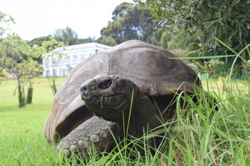 Jonathan the Tortoise is over 190