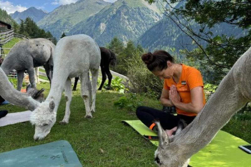 Alpaca Yoga 