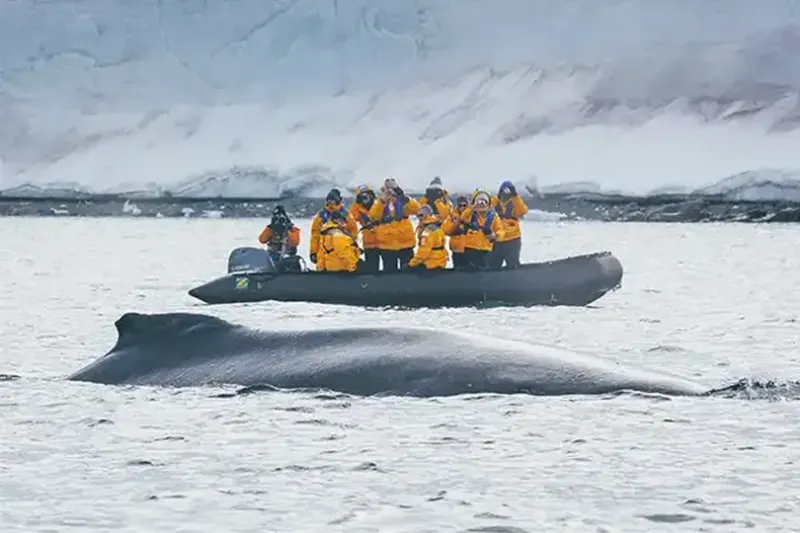 Clients observe a whale from their zodiac 