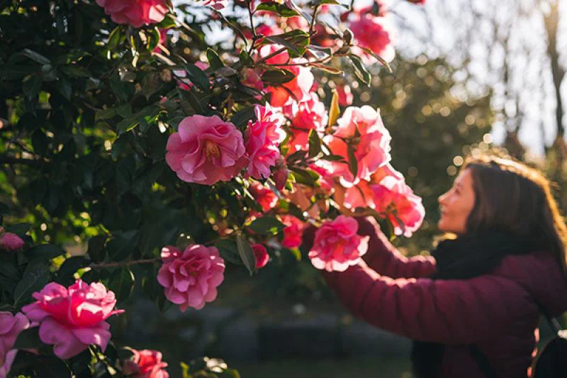 Camellia Park in Locarno 