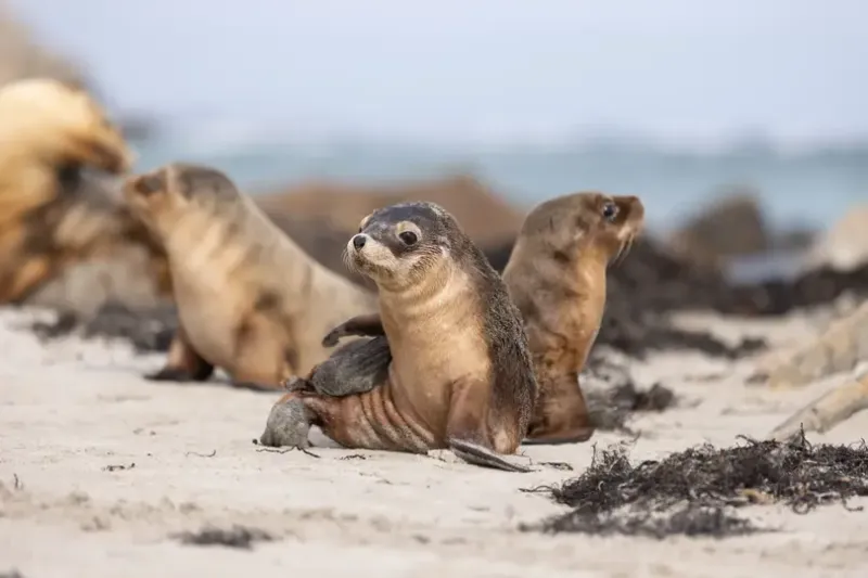 Kangaroo Island seals