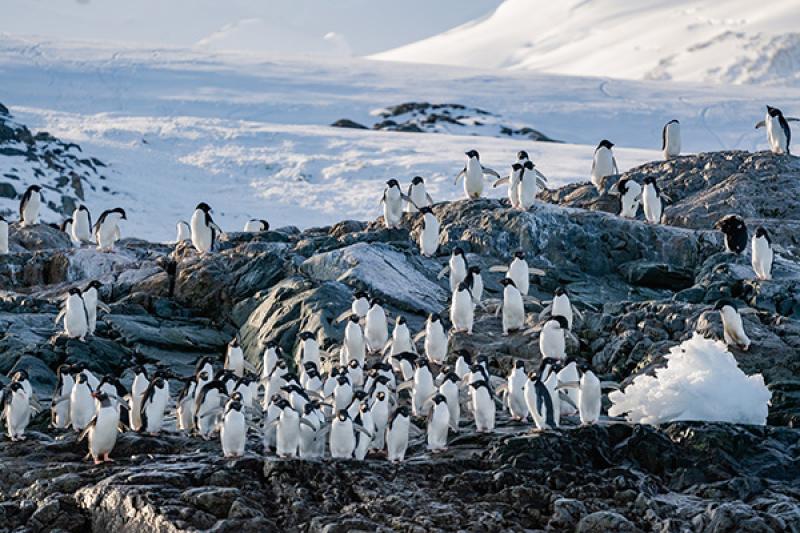 Adelie penguins on the Yalour Islands. Antarctica. Photo by Lina Stock/Divergent Travelers.