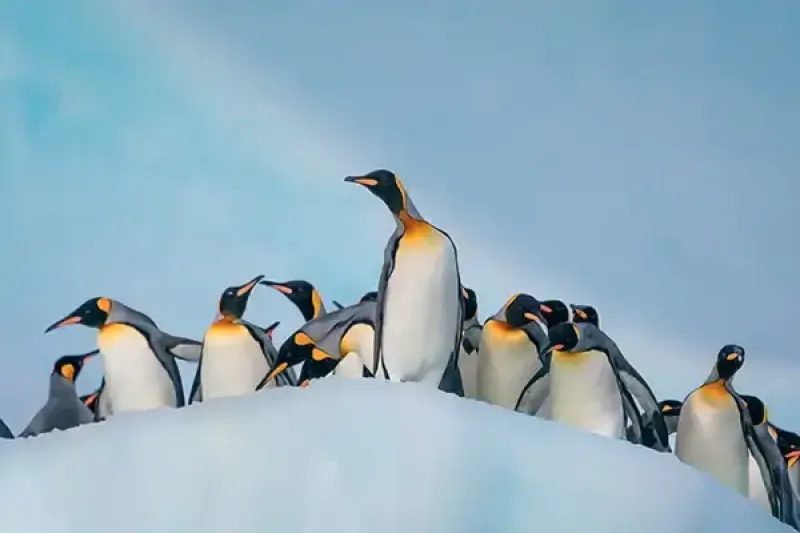 Silversea offers expedition cruises to Antarctica