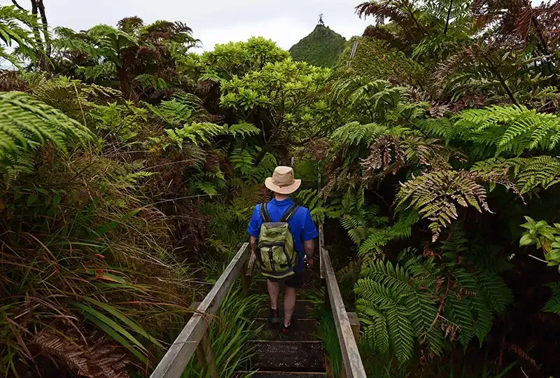 A hike through St Helena's densely vegetated interior. Credit: Ed Thorpe