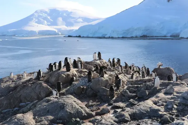 Penguins in Antarctica