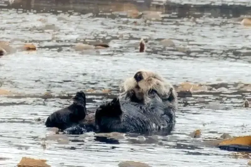 Sea otter