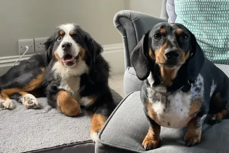 Margot the Bernese Mountain Dog and Otis the Miniature Dachshund
