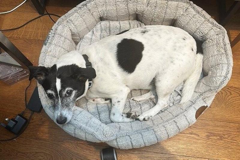 The impromptu dog-sitter