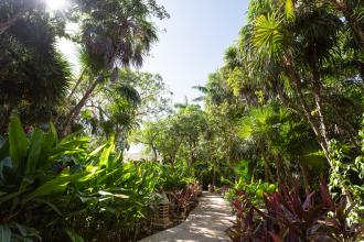 Stone path leading through garden of trees and luscious greenery