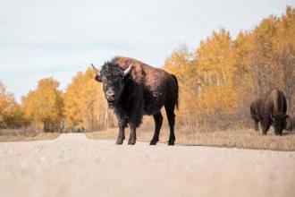 Clients can see wildlife in Riding Mountain national park